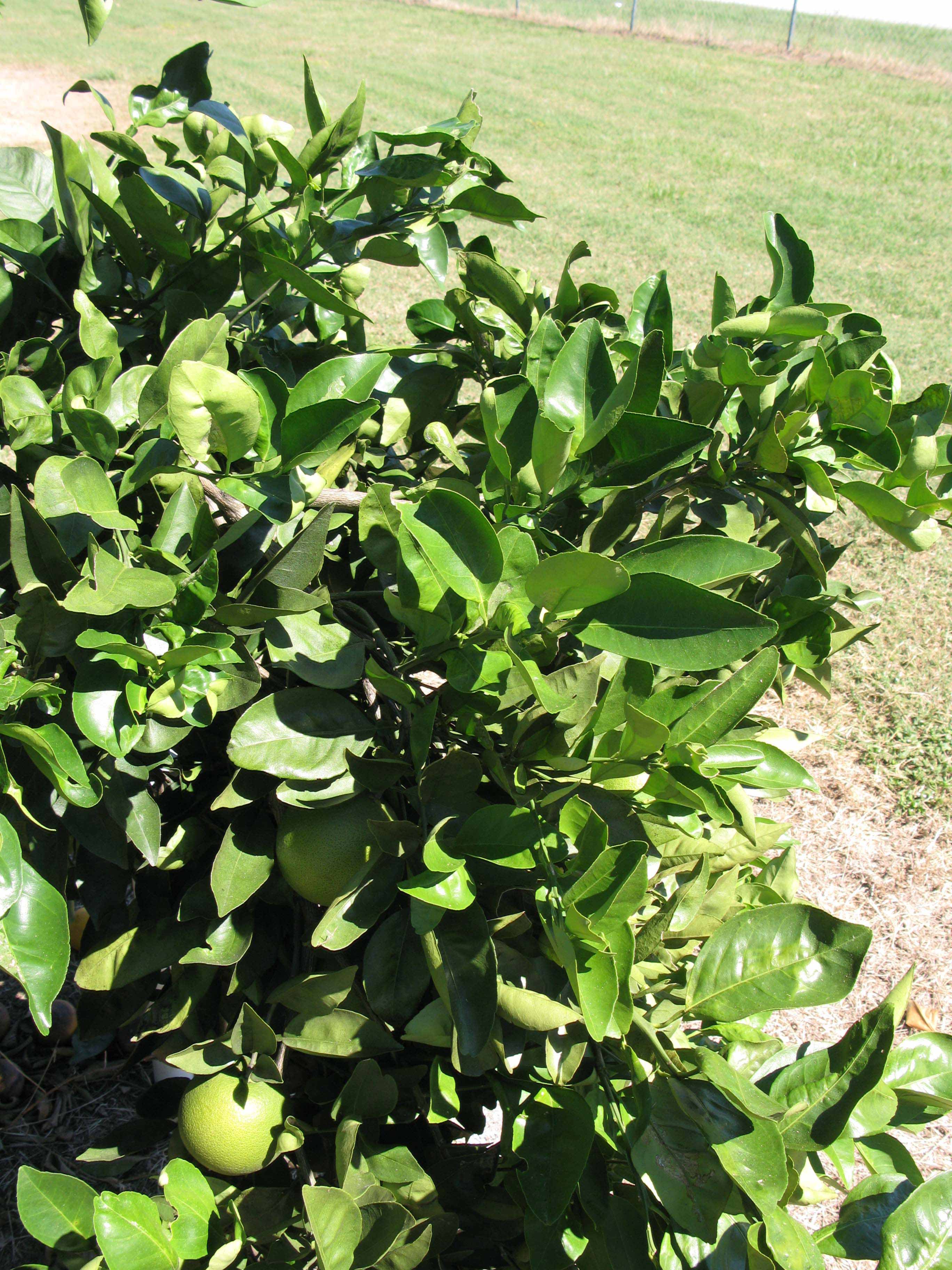              Sun leaves (Winter Haven, FL)       